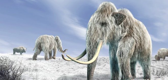 No fue el hombre, sino el clima el que acabó con los mamuts