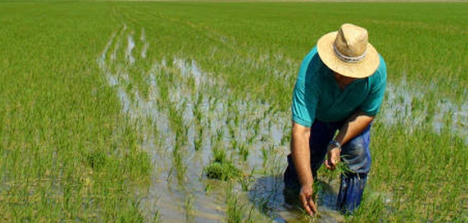 10.000 hectáreas de arroz afectadas por las lluvias en Guayas