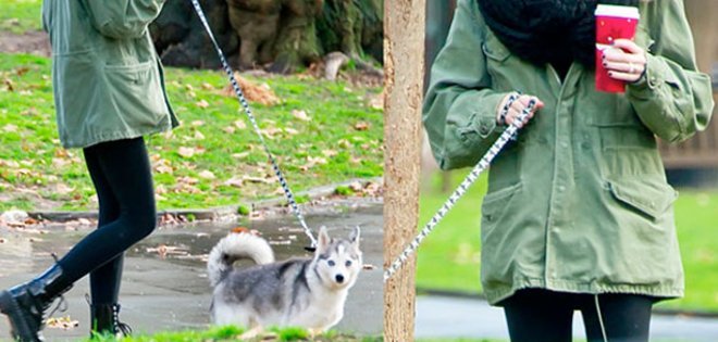 Murió Floyd, el perro de Miley Cyrus