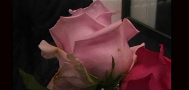 Mal tiempo afecta a plantaciones de flores en Cotopaxi