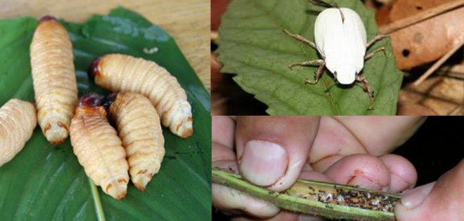 Conozca los insectos más apetecidos del Ecuador