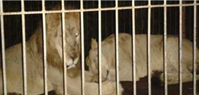 México: rescatan dos leones abandonados en un remolque