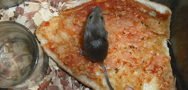 Cucarachas y roedores en pizzería de Perú fuerzan su cierre temporal