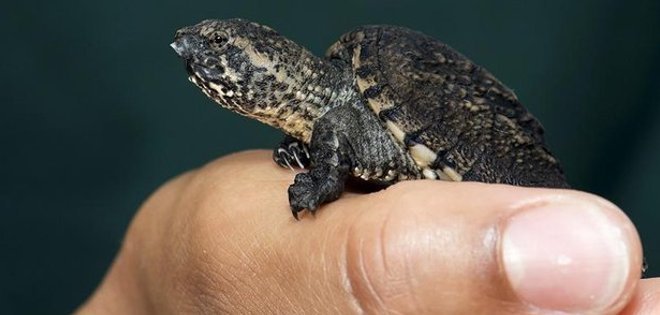 En EE.UU. instan a no comprar tortugas ante estreno de las &#039;Tortugas Ninja&#039;
