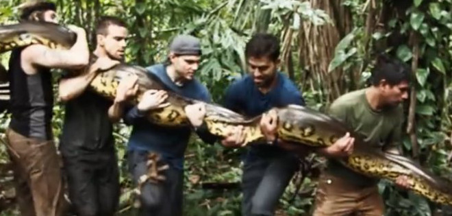 Ambientalistas reclaman a autores de 'Comido vivo por una anaconda'