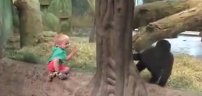 Niño y gorila juegan a las escondidas en zoológico de EE.UU.