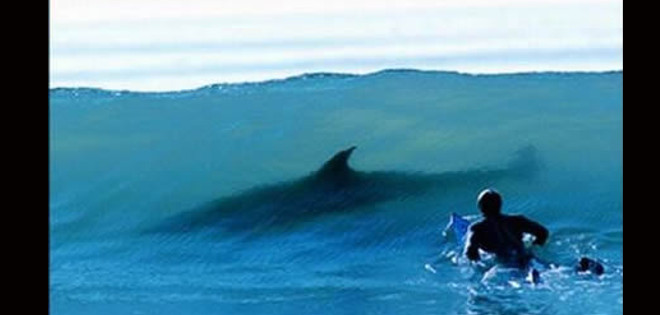 Tiburón ataca a surfista en costa de Florida y le causa heridas en un brazo