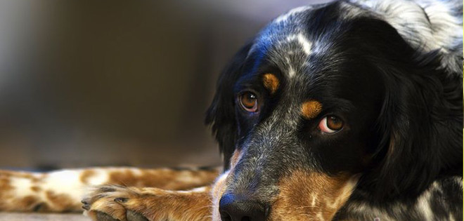 Conoce los 10 alimentos para humanos que pueden matar a tu perro