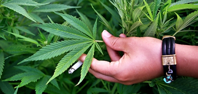 Jamaica elegirá a los mejores cultivadores de marihuana en un festival