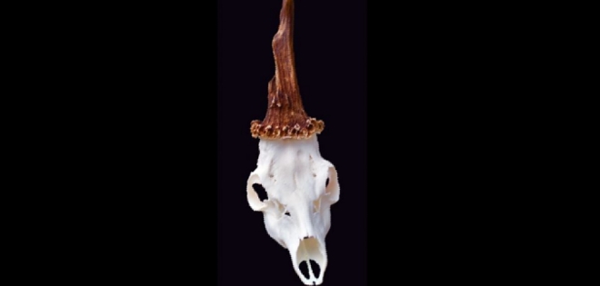 Científicos hallan el cráneo de un unicornio real