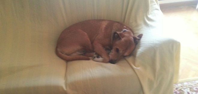 Sacrificarán a perro de enfermera contagiada de ébola en España