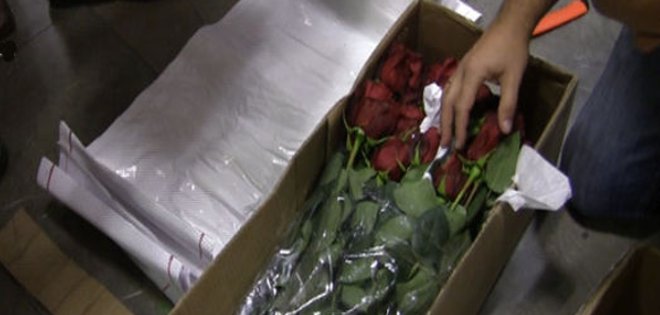 Droga intentaba llegar a Holanda de Ecuador en tallos de flores