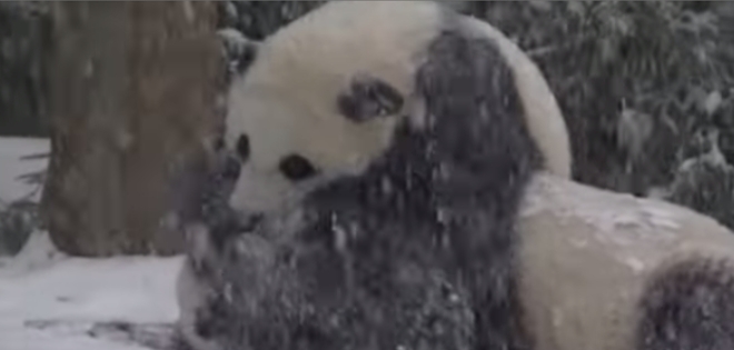 (VIDEO) Un oso panda bebé que no le tiene miedo al frío