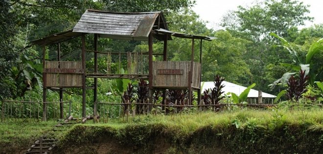 Adéntrese en la majestuosidad de Cocaya, el corazón del Yasuní