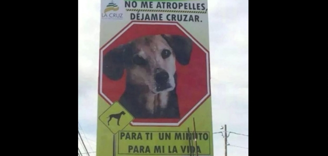 Gigantezco cartel pide a conductores respetar a perros que cruzan la calle