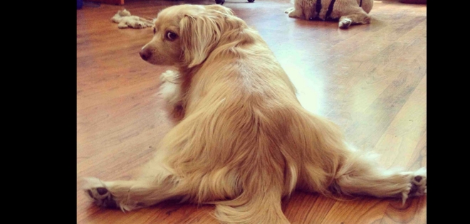 Las mejores piruetas y caídas de mascotas mientras juegan