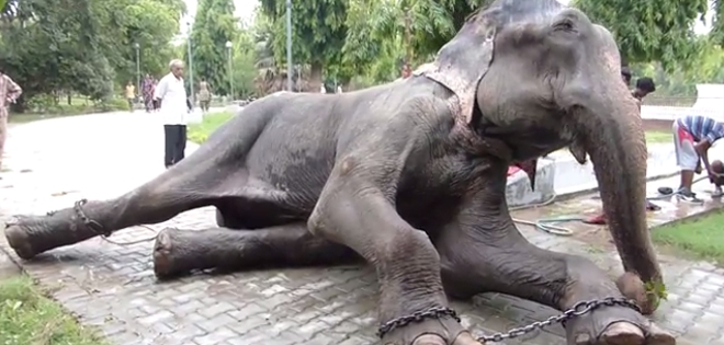 Elefante llora al ser liberado tras 50 años en cautiverio