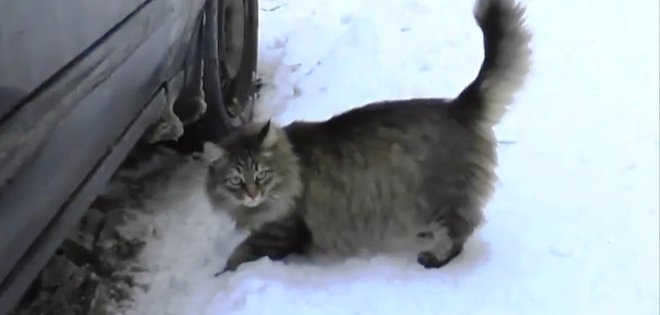 Un gato callejero salva la vida de un bebé abandonado en Rusia