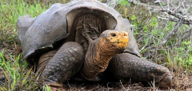 La asombrosa recuperación de las tortugas de las Islas Galápagos