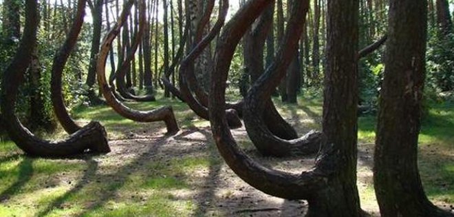 Conoce el único bosque de árboles torcidos en el mundo