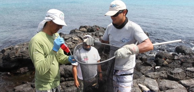 Investigan efectos posibles de El Niño en animales de las Galápagos
