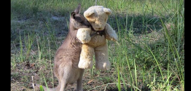 Tierna foto de un canguro huérfano abrazando a un peluche da la vuelta en redes