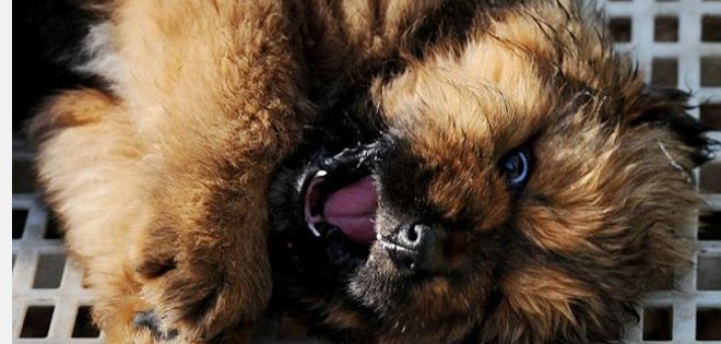 El perro más caro del mundo costó 2 millones de dólares