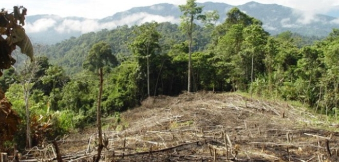 Indonesia, el país más deforestador del mundo
