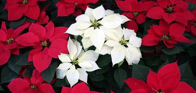 ¿Sabía que la Nochebuena también es una flor?