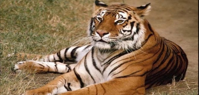 Cámaras captaron el nacimiento de un cachorro de tigre en Lóndres