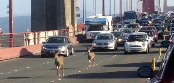 (VIDEO) Dos ciervos paralizan el tráfico del Golden Gate Bridge