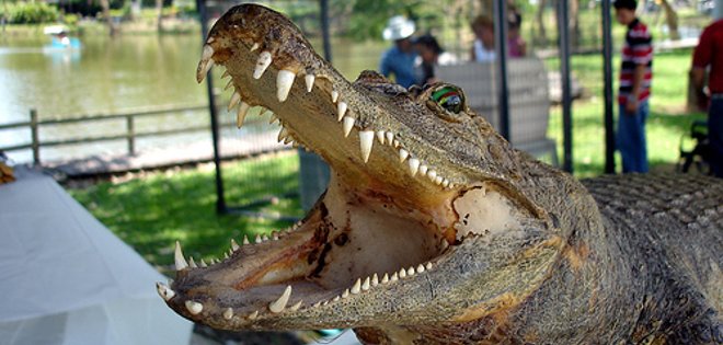 Hombre muere por ataque de cocodrilo en un arroyo en Texas