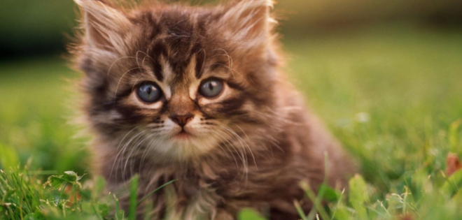 Publicación científica señala que los gatos son un peligro para el ecosistema