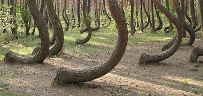 Conoce el único bosque de árboles torcidos en el mundo