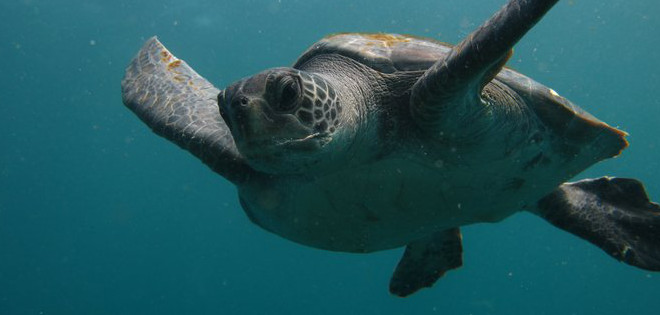 La travesía de una tortuga que llegó desde Costa Rica hasta las Galápagos