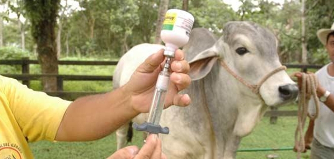 Ecuador declarado libre de fiebre aftosa