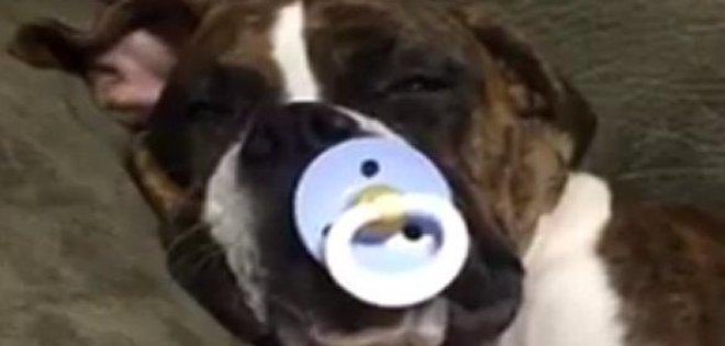(VIDEO) Leia, la perra que no duerme sin su chupón