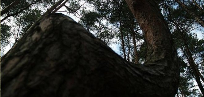 Conoce el único bosque de árboles torcidos en el mundo