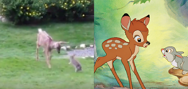 (VIDEO) Un venado y un conejo amigos que recuerdan a Bambi y a Thumper