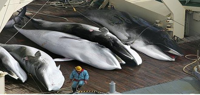 Japón denuncia nueva obstrucción durante su caza de ballenas