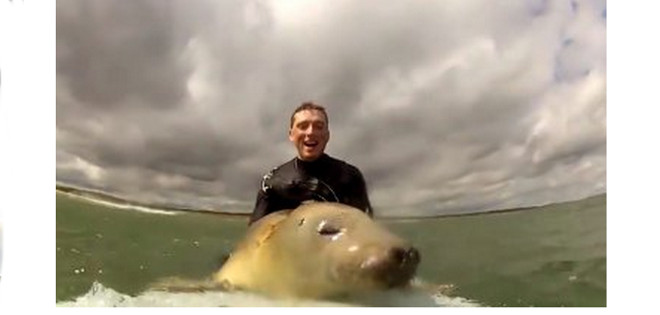 Video: una cría de foca interrumpe a dos surfistas y empieza a &quot;navegar&quot; las olas