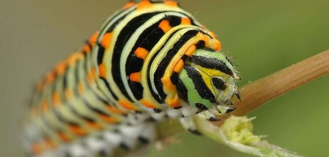 Los insectos, una potencial alternativa alimenticia
