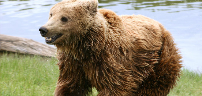 (VIDEO) Un ciclista escapa de ser atacado por un oso pardo