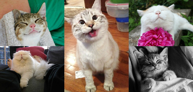 ¿Los gatos no sonríen? Mira estas fotos