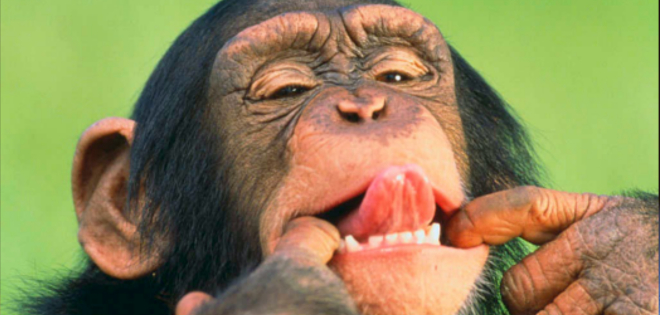 Gobierno de EEUU pone fin al uso de chimpancés para investigación médica