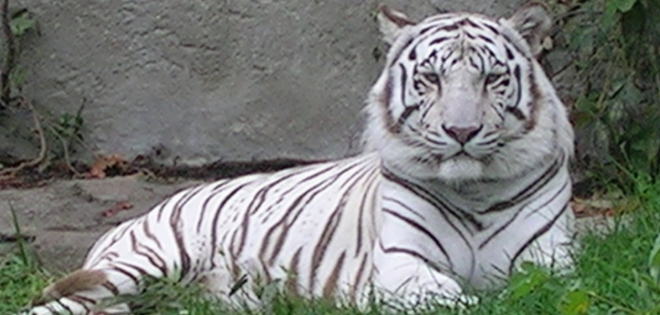 Tigre blanco ataca a cuidador y le provoca la muerte en El Salvador