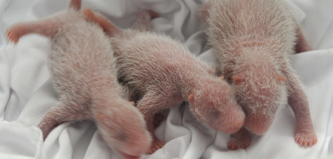 Nacen en China los primeros pandas trillizos del mundo