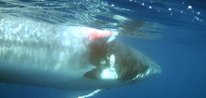 (VIDEO) Salvan a una ballena de ser devorada por tiburón blanco