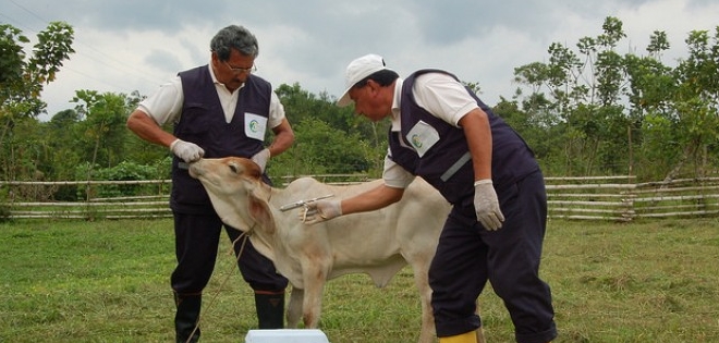 Ecuador declarado libre de fiebre aftosa