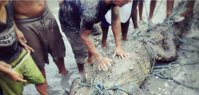 Cocodrilo será liberado en isla Puná tras revisión en Puerto Hondo
